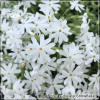 Phlox subulata Snowflake