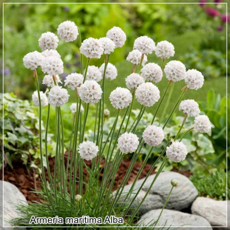 Armeria maritima Alba