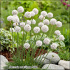 Limba Pestelui (Armeria maritima Alba)