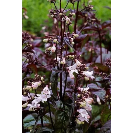Penstemon digitalis Husker Red