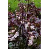 Penstemon digitalis Husker Red