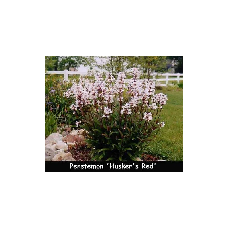 Penstemon digitalis Husker Red tufa