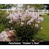 Penstemon digitalis Husker Red tufa