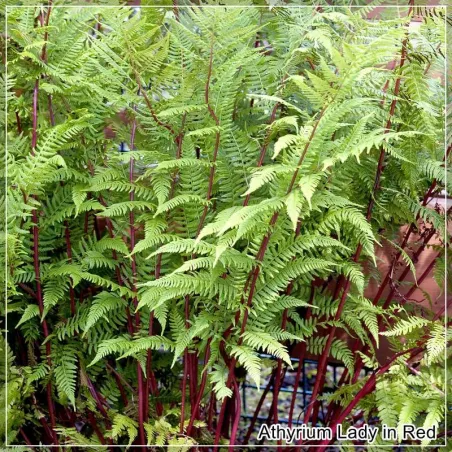 Athyrium Lady in Red