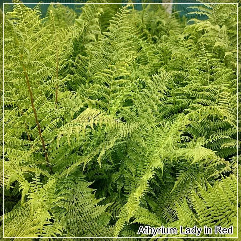 Athyrium Lady in Red