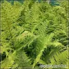 Athyrium Lady in Red