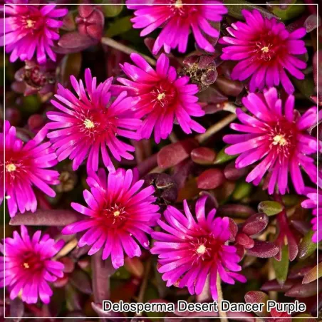 Delosperma Desert Dancer Purple