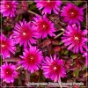 Delosperma Desert Dancer Purple
