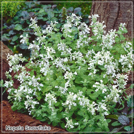 Nepeta Snowflake