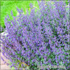 Nepeta Six Hills Giant