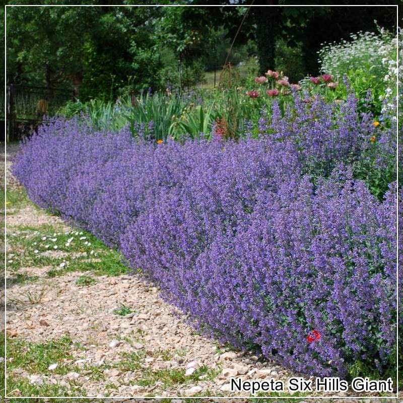 Nepeta Six Hills Giant