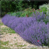 Nepeta Six Hills Giant
