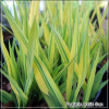 Phalaris Arctic Sun