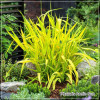 Phalaris Arctic Sun