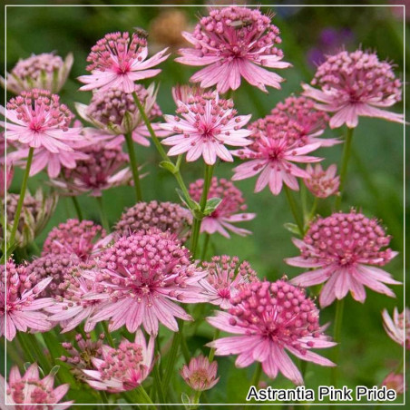 Astrantia Pink Pride