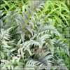 Athyrium Ursula's Red