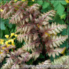 Athyrium niponicum Ursula's Red