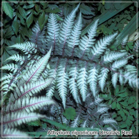 Athyrium niponicum var. Pictum