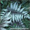 Athyrium niponicum var. Pictum