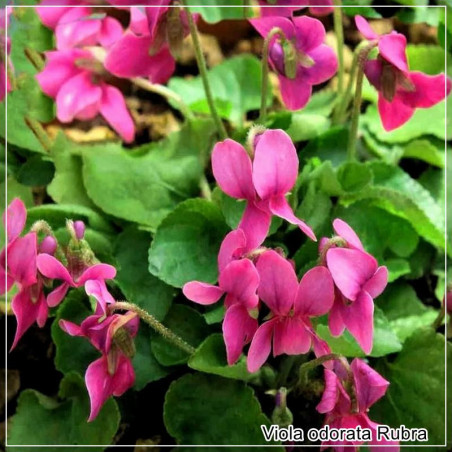 Viola odorata Rubra