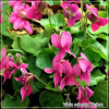 Viola odorata Rubra