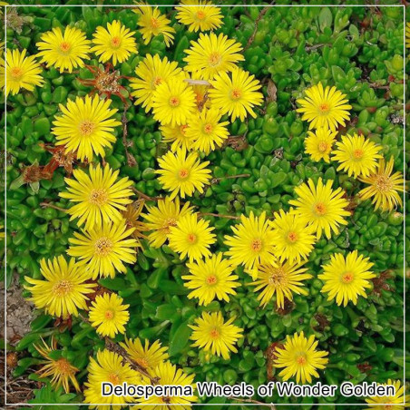 Delosperma Wheels of Wonder Golden