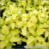 Origanum Aureum