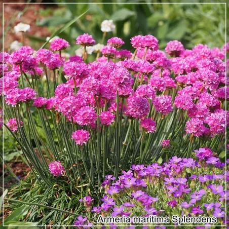 Armeria maritima Splendens