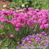 Armeria maritima Splendens G-9