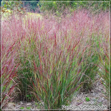 Panicum Shenandoah