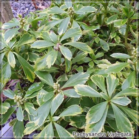 Pachysandra Variegata