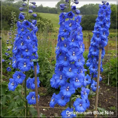 Delphinium Blue Nile