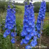 Delphinium Blue Nile