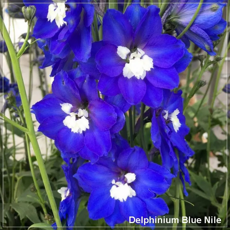 Delphinium Blue Nile