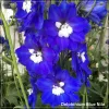 Delphinium Blue Nile