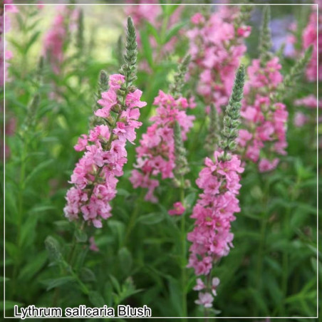Lythrum Blush