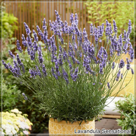 Lavandula Sensational