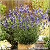 Lavandula Sensational