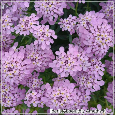 Lilicele (Iberis Absolutely Amethyst) - Planta perena roz