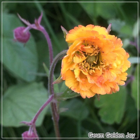 Geum Golden Joy