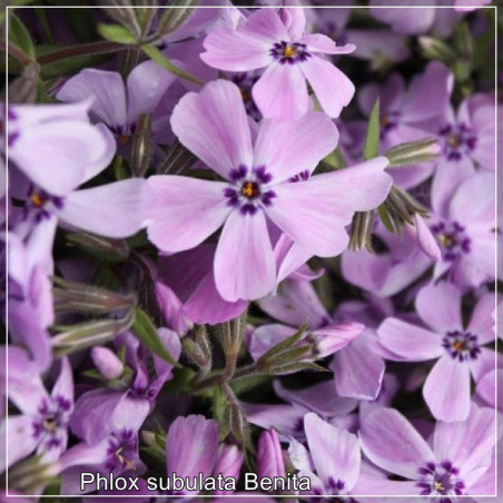 Brumarele Pitice (Phlox subulata Benita) - Covor Floral