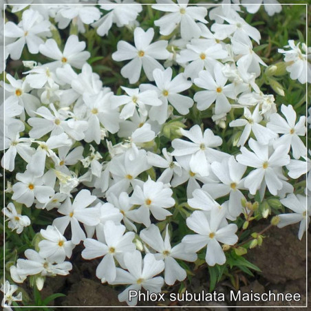 Phlox subulata Maischnee