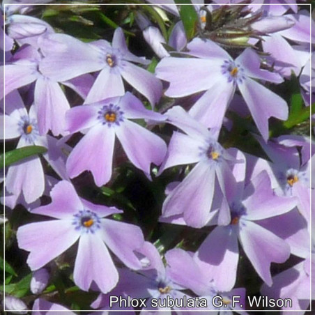 Phlox subulata G.F. Wilson