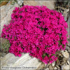 Brumarele pitice - Phlox Ochsenblut