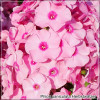 Phlox paniculata Herbstwalzer