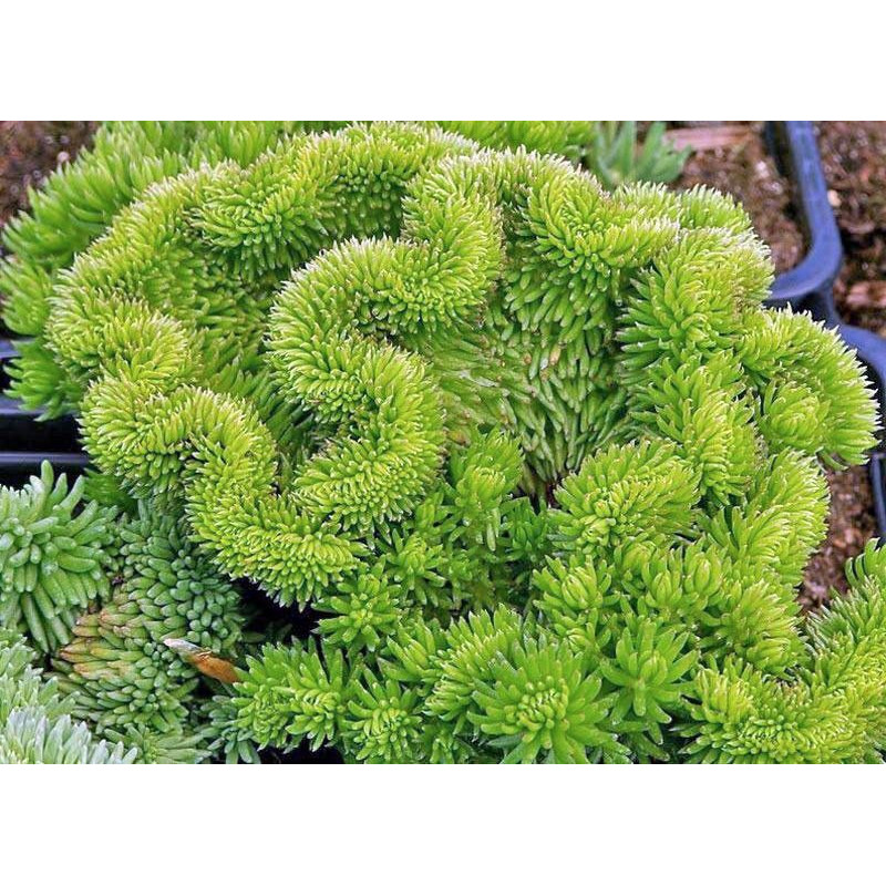 Sedum rupestre Cristatum