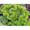 Sedum rupestre Cristatum