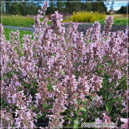 Nepeta Amelia