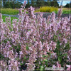 Nepeta Amelia