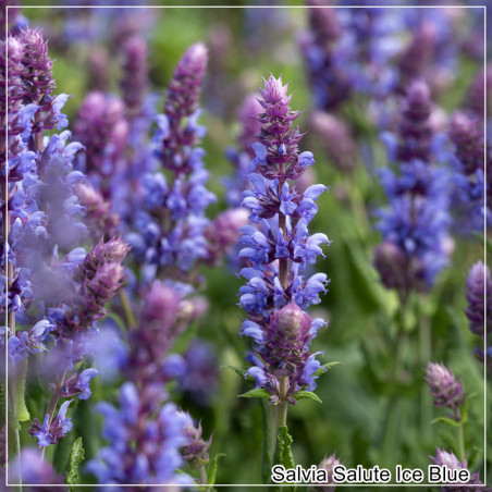 Salvia Salute Ice Blue